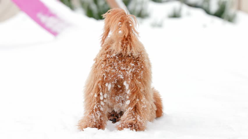 Playful toy poodle burying face in snow then raising head to stand while looking side and turning to look forward with snowy muzzle in slow motion against snowy garden with pink slide