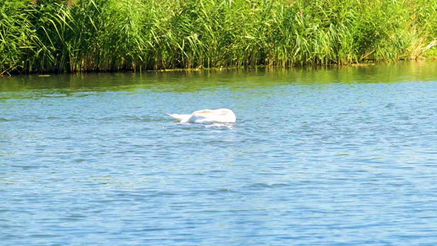 A swan preening its feathers