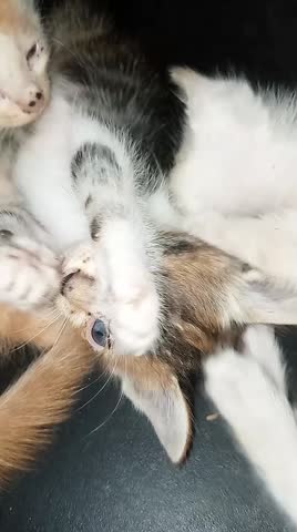 Cute Kittens Playing Together Outdoor Natural Lifestyle Video