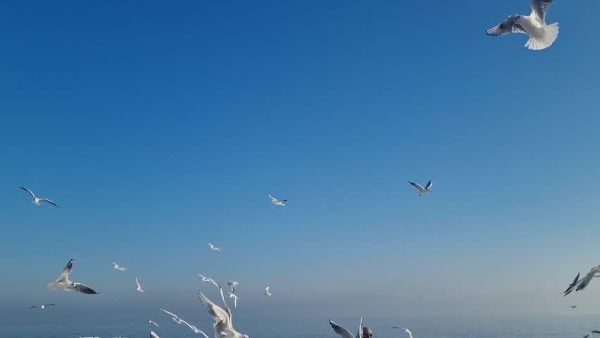 Flock of seagulls flying in blue sky. Freedom and motion above the sea