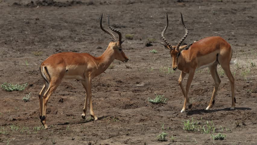 Two impalas spar playfully while locking horns on open dry ground in the savanna.