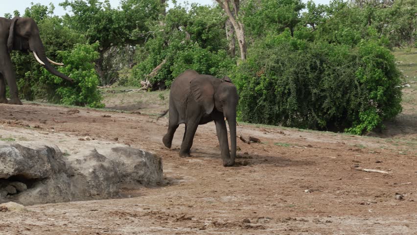A young African elephant excitedly runs towards the riverside. 