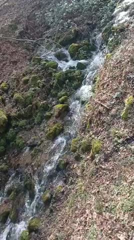Small mountain stream cascading over mossy rocks in forest
