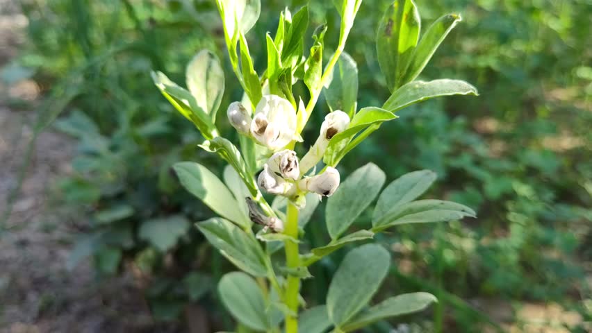 vegetable plant with white flowers in the garden