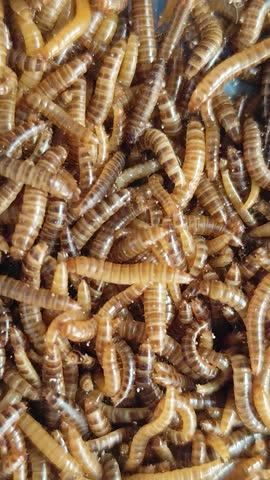 Pile of Mealworms in a plastic container, with natural blur.