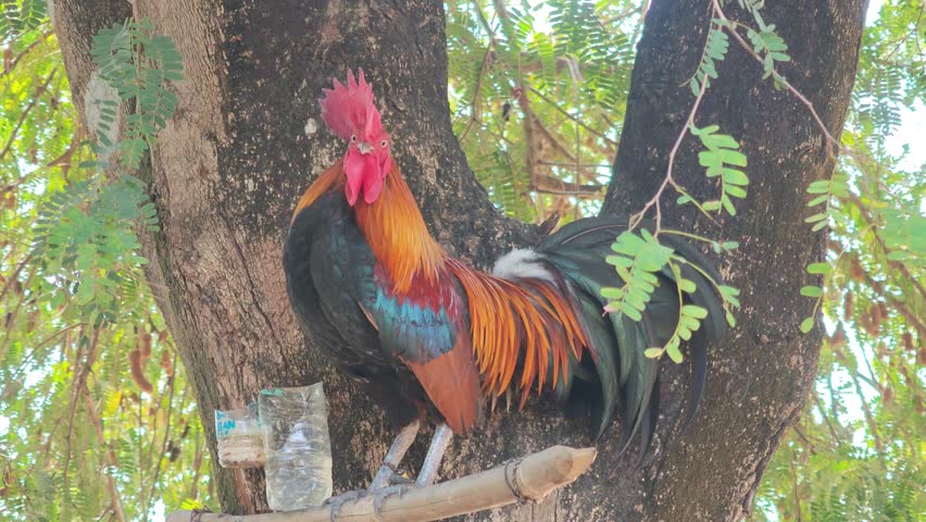 beautifully colored rooster perched on a tamarind tree.