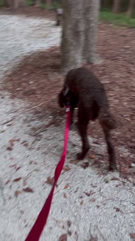 A brown Standard Poodle taking a walk at the Black Mountain Campground in the Pisgah National Forest on a beautiful day.