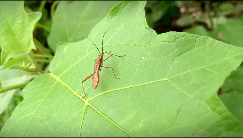 The long brown insect rests on the surface of the leaf.
