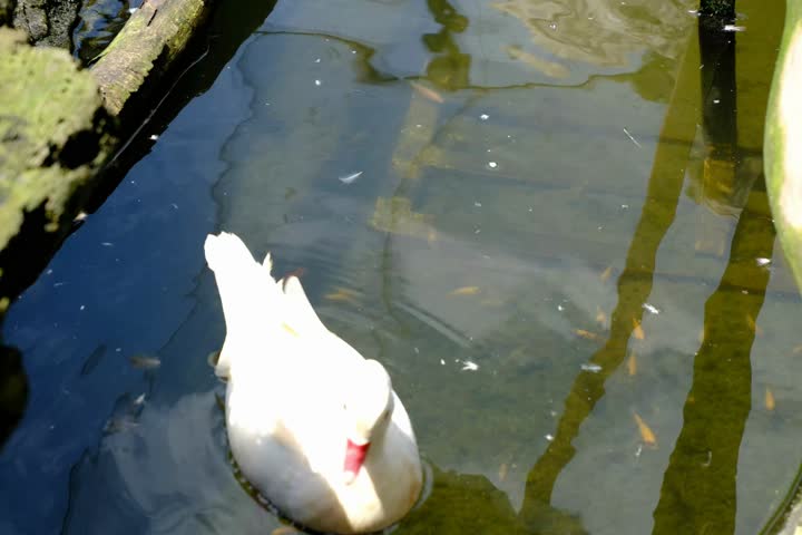 Cinematic handheld shot of a white duck swimming peacefully in a clear pond with small orange fish, tranquil nature scene