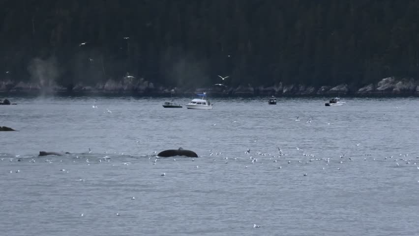 Humpbacks whales tales in Kenai fjords National park in Alaska