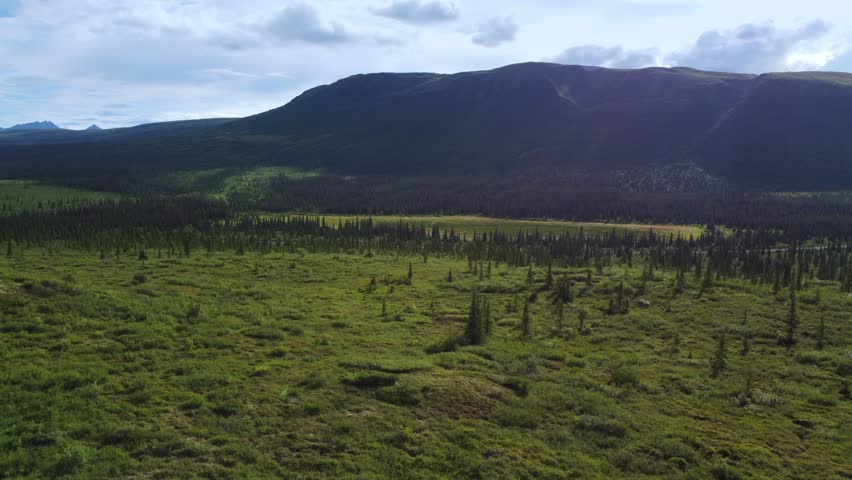 Stunning tundra meadow with beautiful artic trees in Denali national park in Alaska, huge mountain in the background, Beautiful and true tundra wilderness