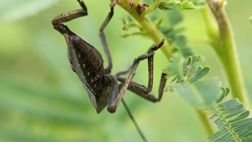 Macro of Coreidae Leaf-footed Bug or Squash Bug on Green Foliage, Close-up of Brown Insect in Natural Habitat.