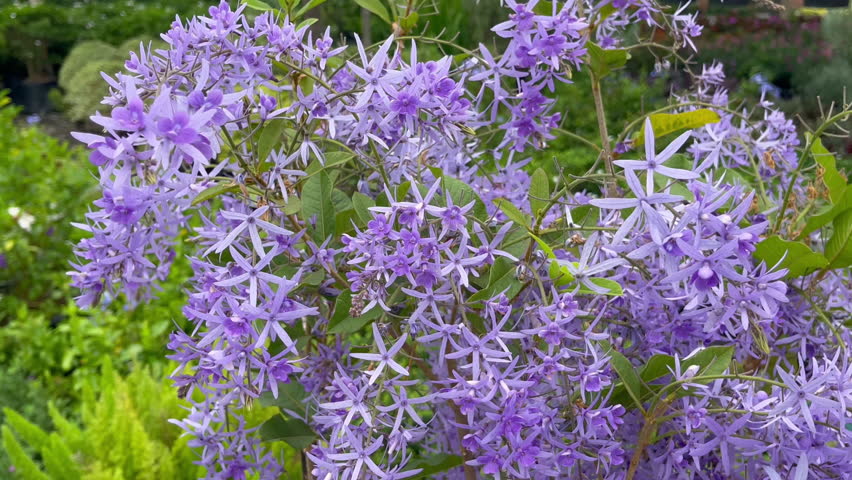 Outdoors garden surrounded by flower blossoming trees, stock footage