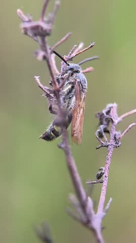 Macro shot of a Scolia hirta wasp resting on a dry purple flower branch against a soft green blurred background