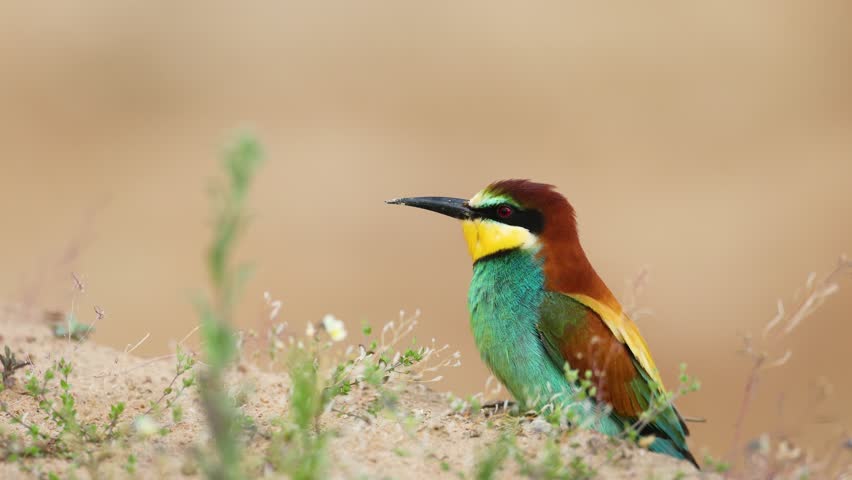 Bird - European Bee-Eater Merops apiaster sitting near breeding colony. Wildlife scene of Nature in Northern Poland - Europe, summer time