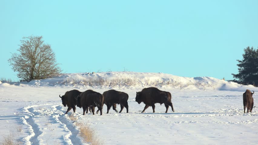 Mammals - wild nature European bison ( Bison bonasus ) Wisent five bulls standing on the winter snowy field North Eastern part of Poland, Europe Knyszynska Primeval Forest