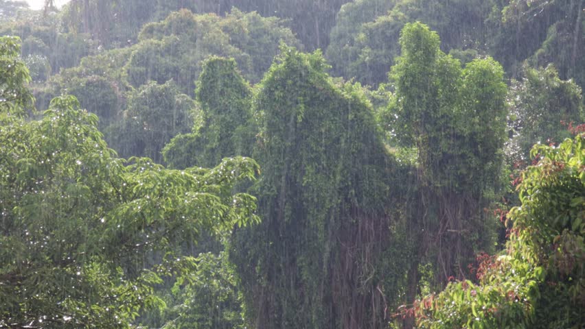 Heavy rainfall over a lush tropical rainforest canopy in Brazil. Dense green vegetation, hanging vines, and wet climate thrive in this biodiverse jungle environment during downpour - Intense rainfall over the treetops in a Brazilian tropical forest. The image illustrates the high density of vegetation, characteristic of biomes rich in biodiversity such as the Amazon and the Atlantic Forest. The overlapping foliage, large trees, and hanging lianas (vines) can be observed. The frequent rains and high humidity represented in the scene are fundamental elements not only for the survival of this ecosystem, but also for the regulation of the water cycle and the maintenance of regional and global climate stability.