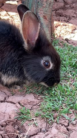 Close Up Black Rabbit Grazing Fresh Grass in Green Garden Lawn