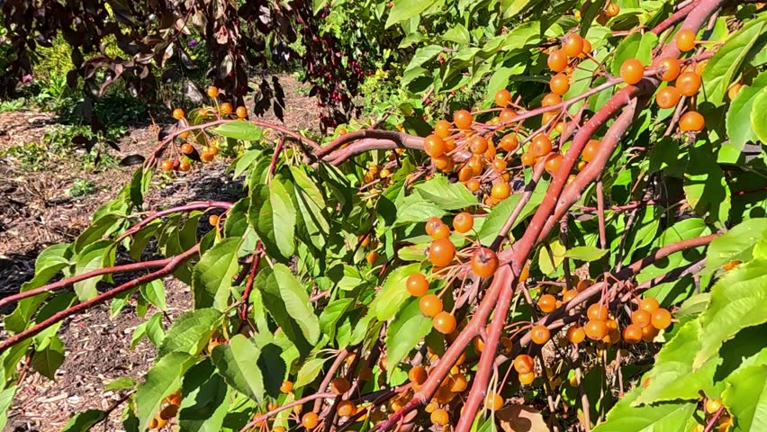 Red fruits on a crabapple tree (Malus sp.) against a background of green leaves in a garden.