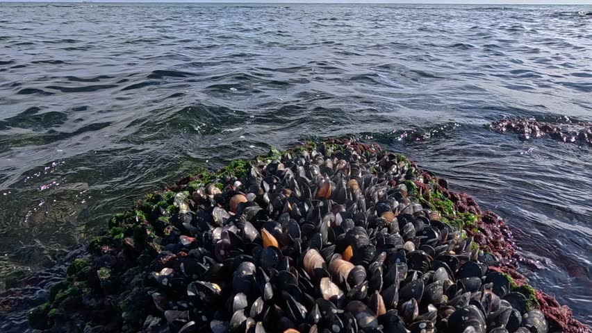The Black Sea, rocks covered with bivalve mollusks, the Mediterranean mussel Mytilus galloprovincialis, exposed during a pronounced low tide near Odessa
