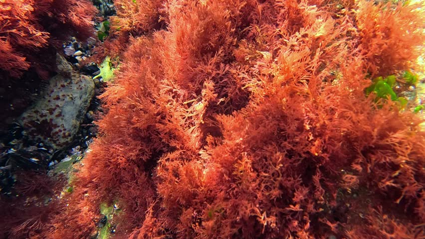 Algal flora of the Black Sea, red algae Ceramium rubrum on shoreline stones, synthesize oxygen and enrich the surrounding water