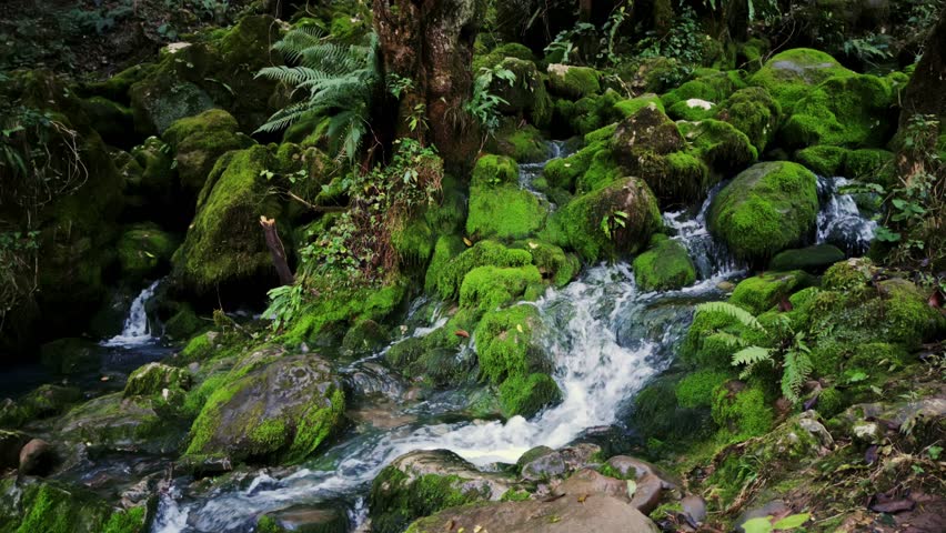 shallow stream winding through dense moss and wet stones, soft trickle and vivid green textures create restorative nature therapy mood perfect for ecocontent, biodiversity features and mindful