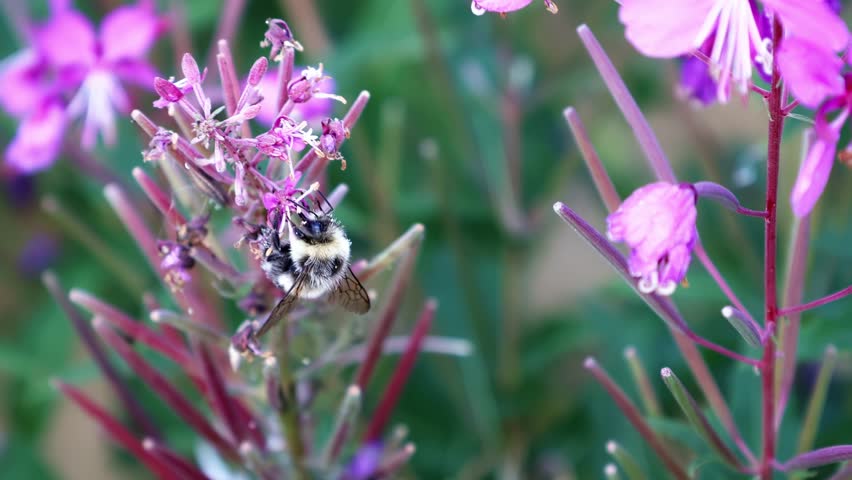 A bee pollinates a flower of ivan tea in close-up. 4k video