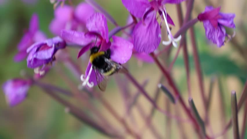 A bee pollinates a flower of ivan tea in close-up. 4k video