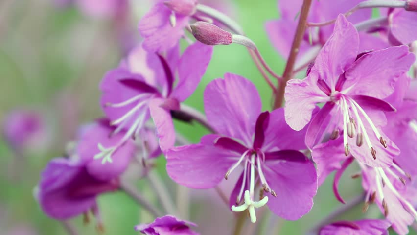 A bee pollinates a flower of ivan tea in close-up. 4k video