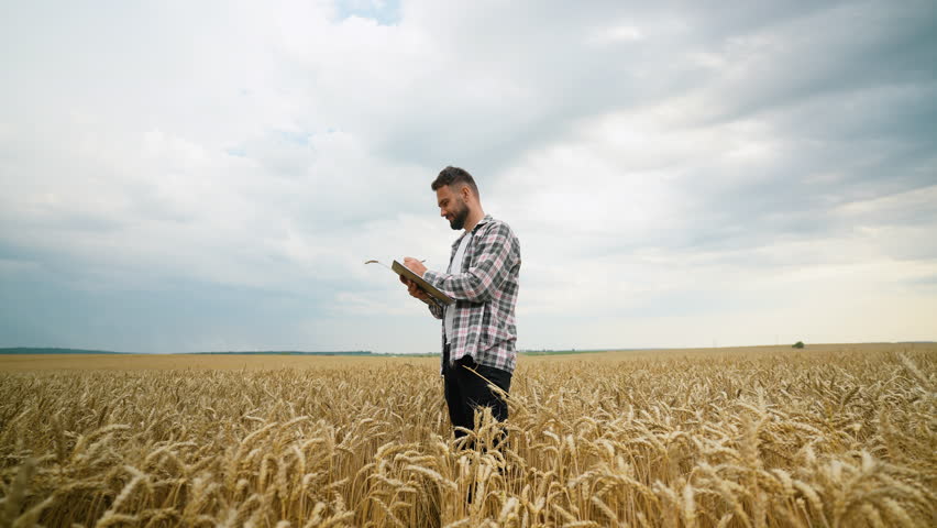Young agronomist inspecting wheat spikelets and taking notes in a field