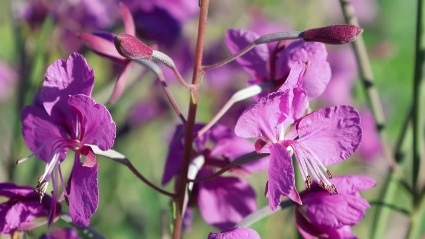 The flower of Ivan tea. Bee on the flower of Ivan tea close-up. 4k video