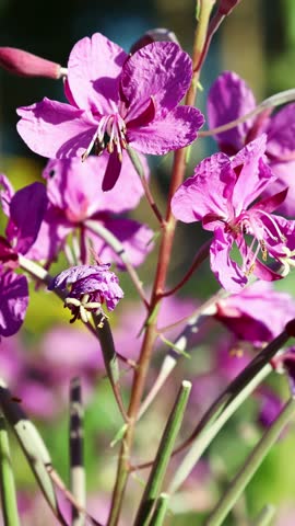 The flower of Ivan tea. Bee on the flower of Ivan tea close-up. 4k video