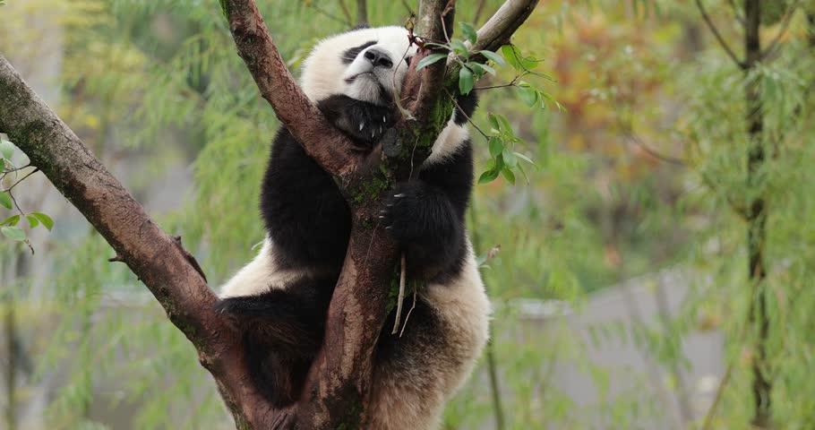 Giant panda baby on the tree
