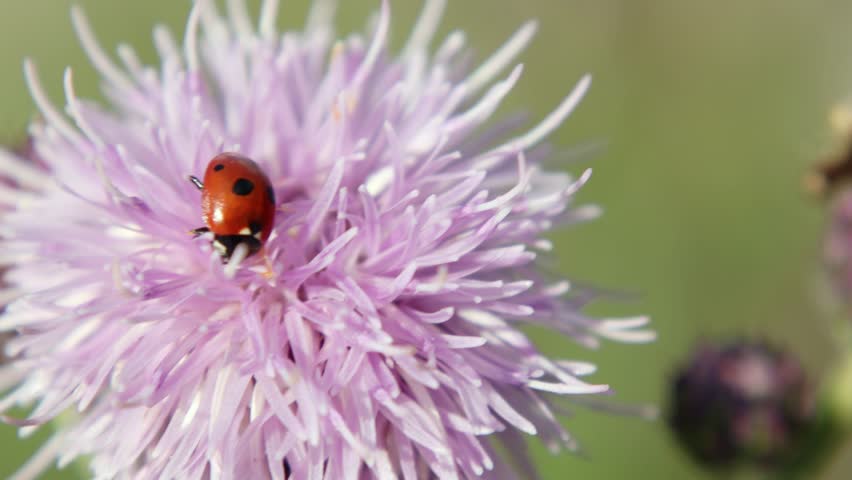 Ladybug on a flower close-up. 4k video