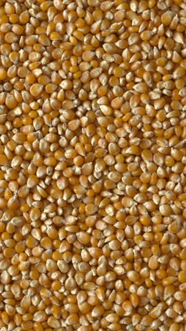 Top-down view of a rotating dried corn kernels, used as background texture. Vertical video.