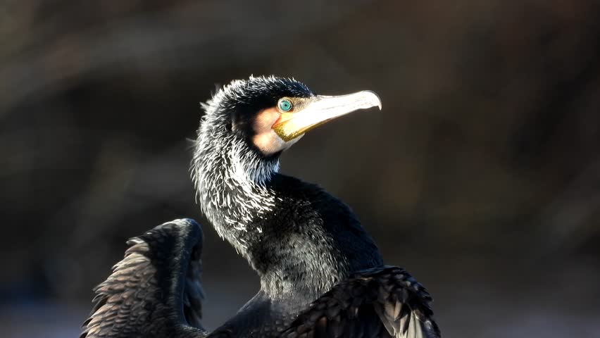 Great cormorant, Phalacrocorax carbo, Close-up great cormorant, Phalacrocorax carbo, known as the great black cormorant, or the black shag