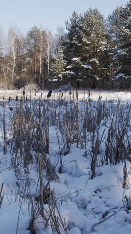 A frozen and covered with a thick layer of snow forest pond with many dried reeds protruding above the snow. Cold, sunny winter day. Vertical video.