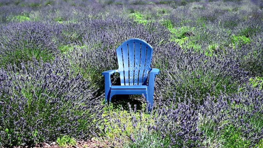 An Adirondack Chair, made of blue plastic, in a field full of Lavender flowers on a warm and windy summer day.
