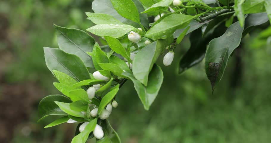 Orange trees flowering in spring