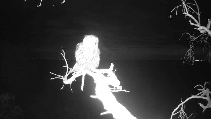 Eurasian eagle-owl (Bubo bubo) photographed in Spain