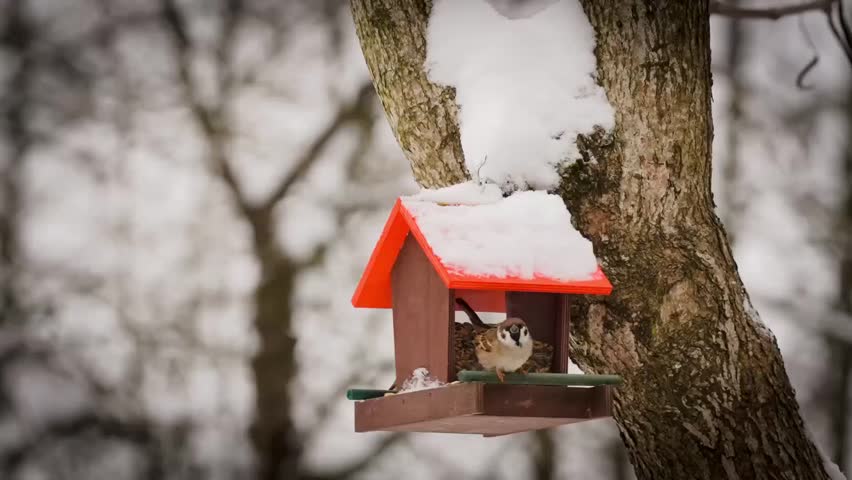 Close view of bird feeder hanging on tree branch in winter natural environment.