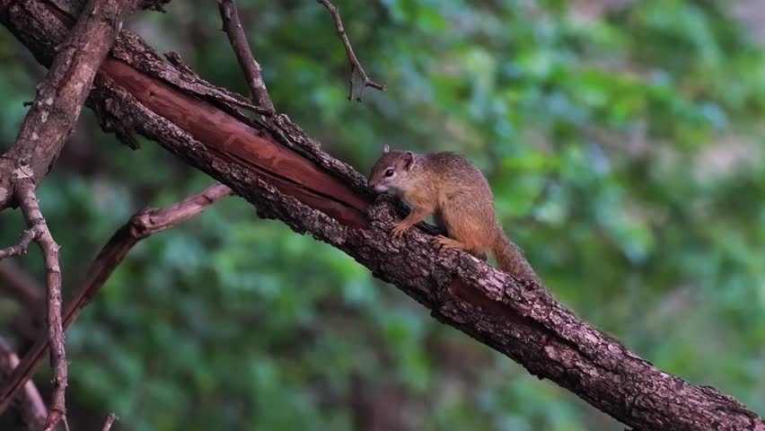 Squirrel Sitting on Tree Branch