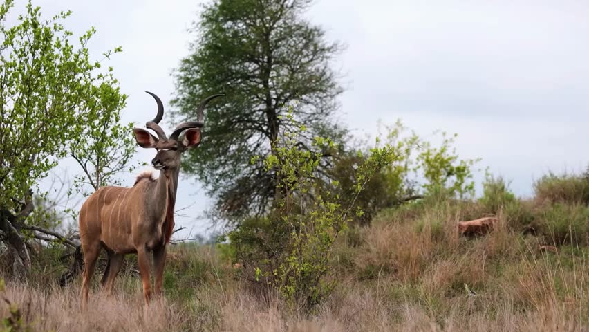 Antelope Standing Near Tree  in Open Grassland