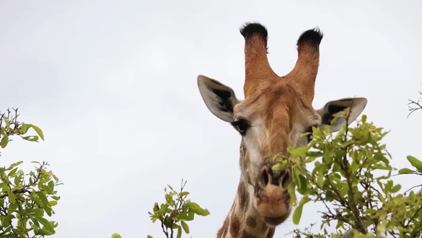 Giraffe Head Rising Above Trees