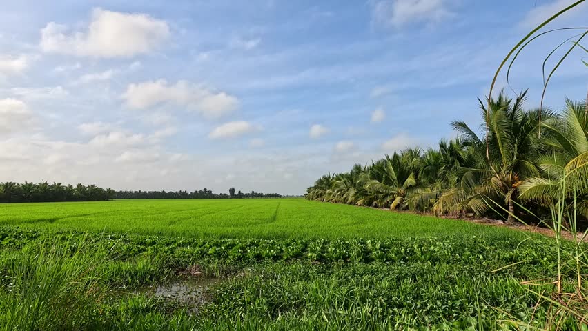 Lush green rice fields with coconut palm trees under blue sky in rural Vietnam.
