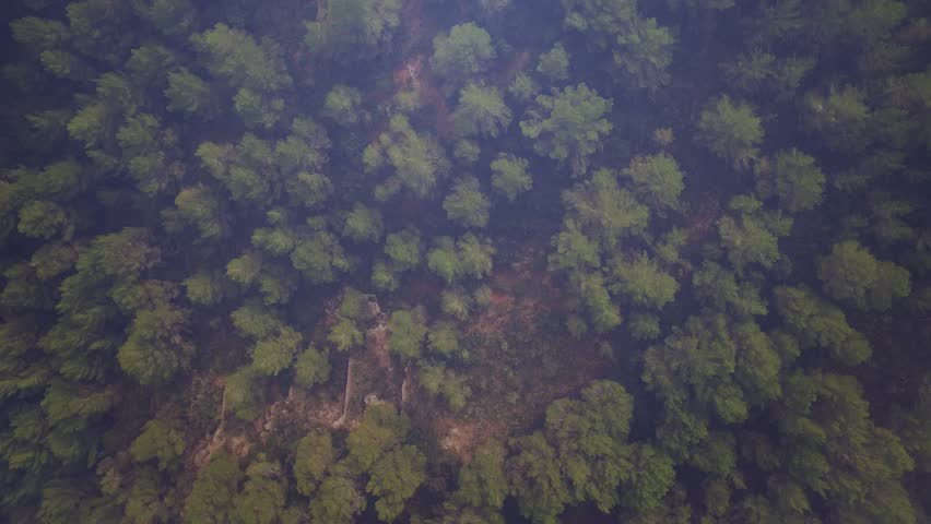 EU overlay fading in above forest, stars and blue map increasing opacity, showing EU coverage. Aerial, woodland, canopy, silhouette, emblem, unity, translucent