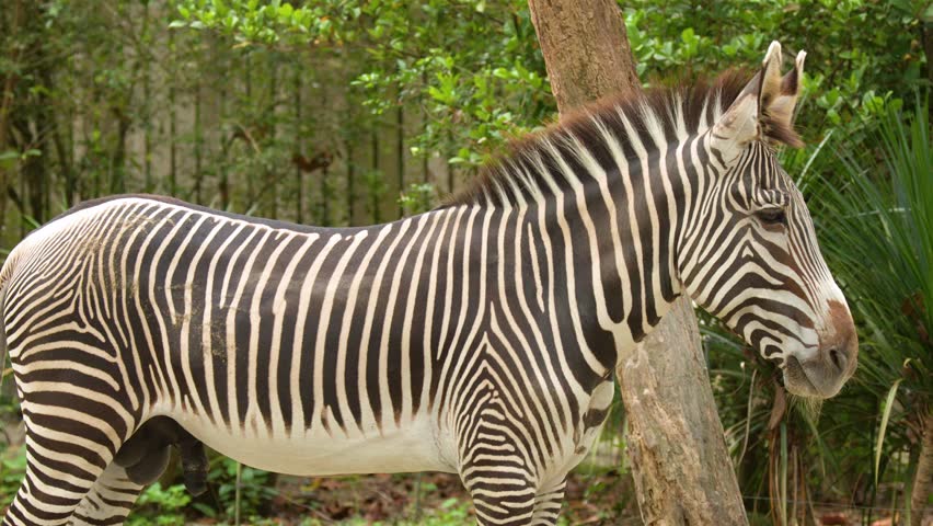 A Grevy