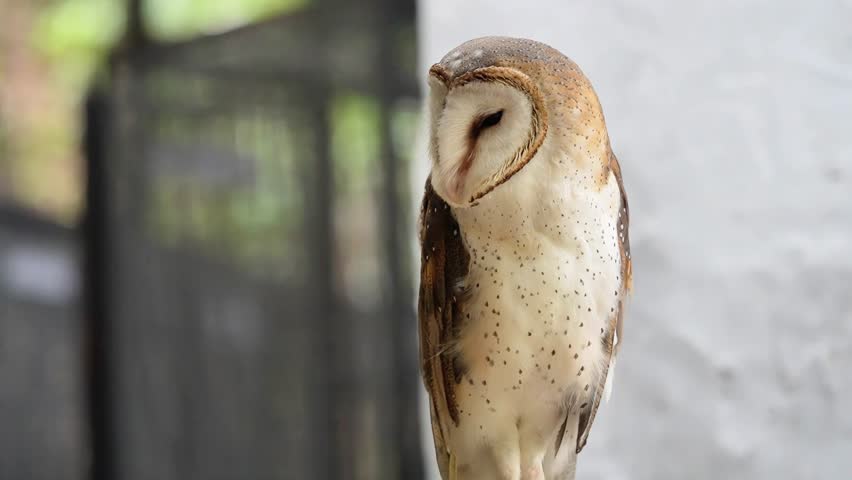 sleepy owl cleaning its feather in the afternoon, barn owl preening during the day