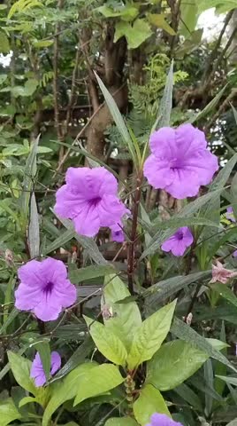 Soft purple flowers in Rural Landscape