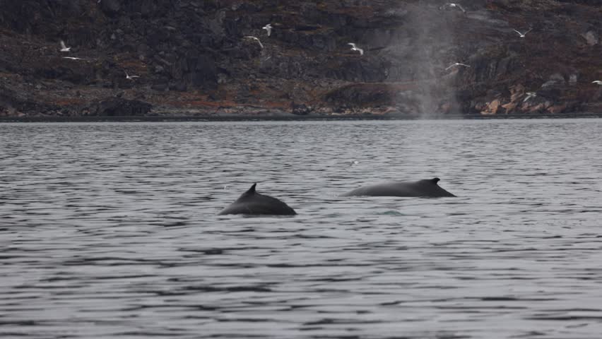 Static aerial shot of two humpback whales diving and showing their flukes in the cold waters of Greenland under overcast skies.